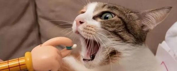 猫肠胃炎怎么治疗,首先需要确定病因