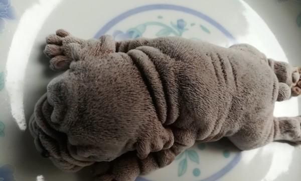 如何帮助沙皮狗减肥？（控制饮食和增加运动，让宠物健康瘦身！）