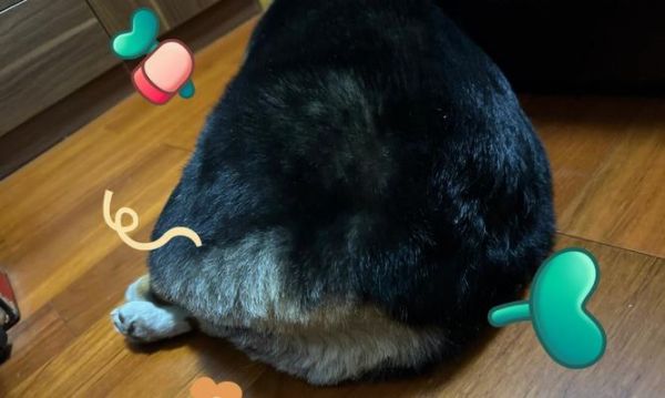 如何帮助沙皮狗减肥？（控制饮食和增加运动，让宠物健康瘦身！）
