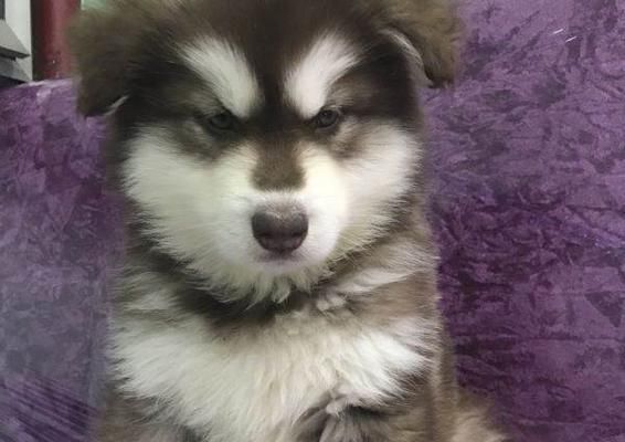 宠物狗两个月瘦身攻略（如何让你的宠物狗健康减肥）