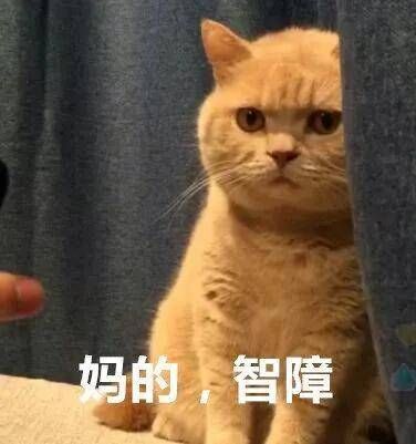 疯了！素食主义女朋友逼我扔掉我的猫，竟是因为它吃肉