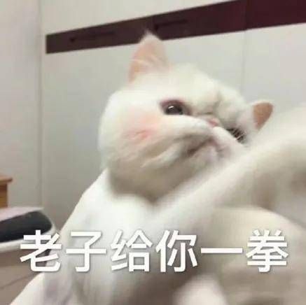 疯了！素食主义女朋友逼我扔掉我的猫，竟是因为它吃肉