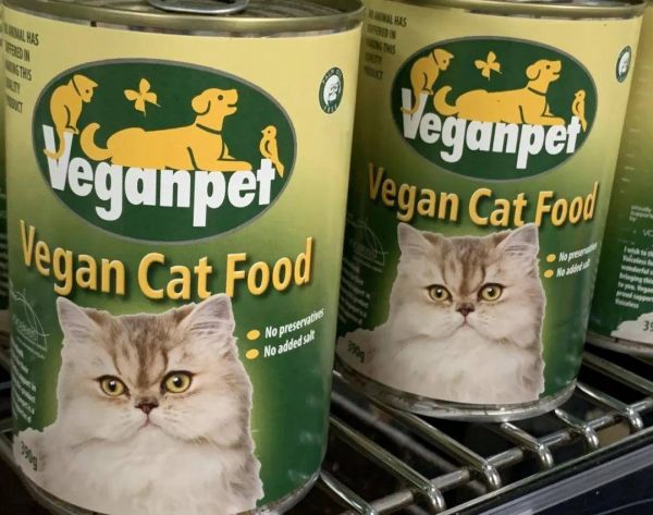 疯了！素食主义女朋友逼我扔掉我的猫，竟是因为它吃肉