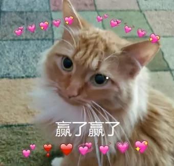 疯了！素食主义女朋友逼我扔掉我的猫，竟是因为它吃肉