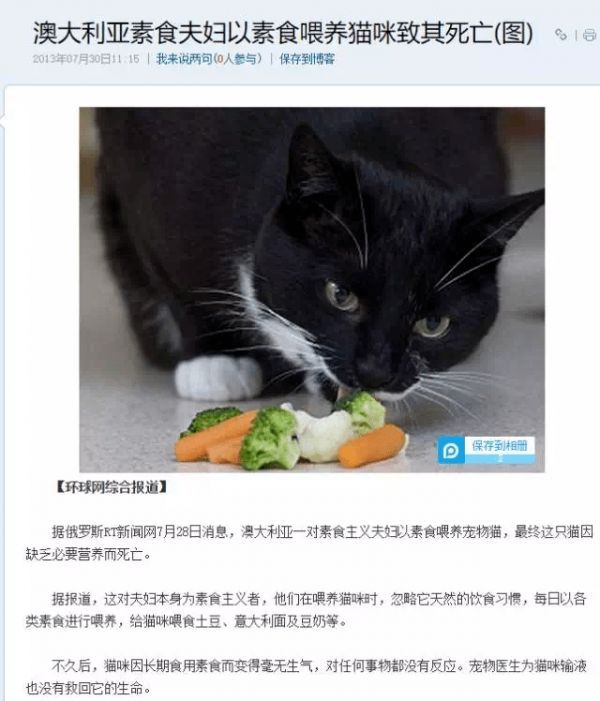 疯了！素食主义女朋友逼我扔掉我的猫，竟是因为它吃肉