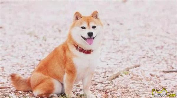 狗狗能够不吃肉？你见过素食主义者的汪吗