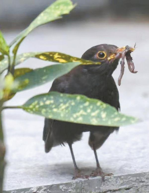 乌鸫