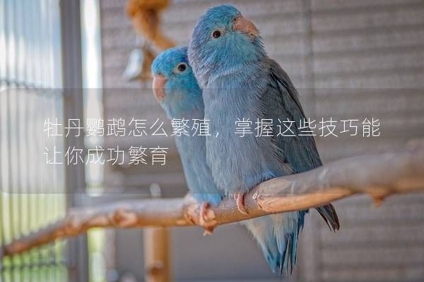 牡丹鹦鹉怎么繁殖，掌握这些技巧能让你成功繁育