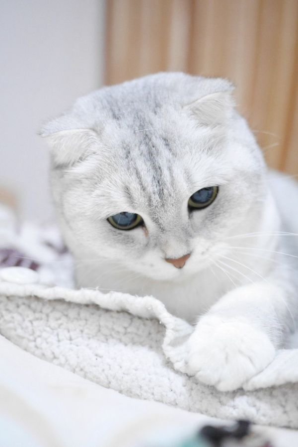 苏格兰折耳猫,银渐层,猫