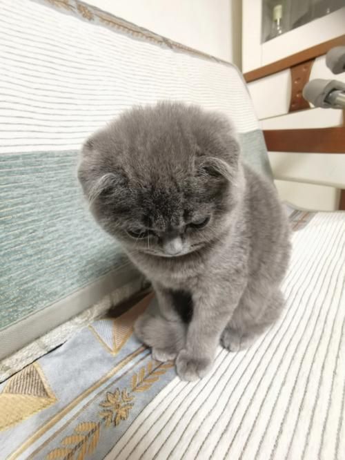 折耳小蓝喵
