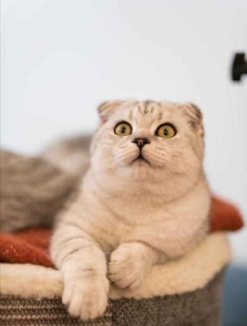 "折耳猫"天生就有缺陷,费钱费力,劝你最好别碰