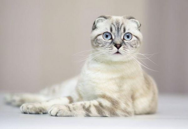 折耳猫