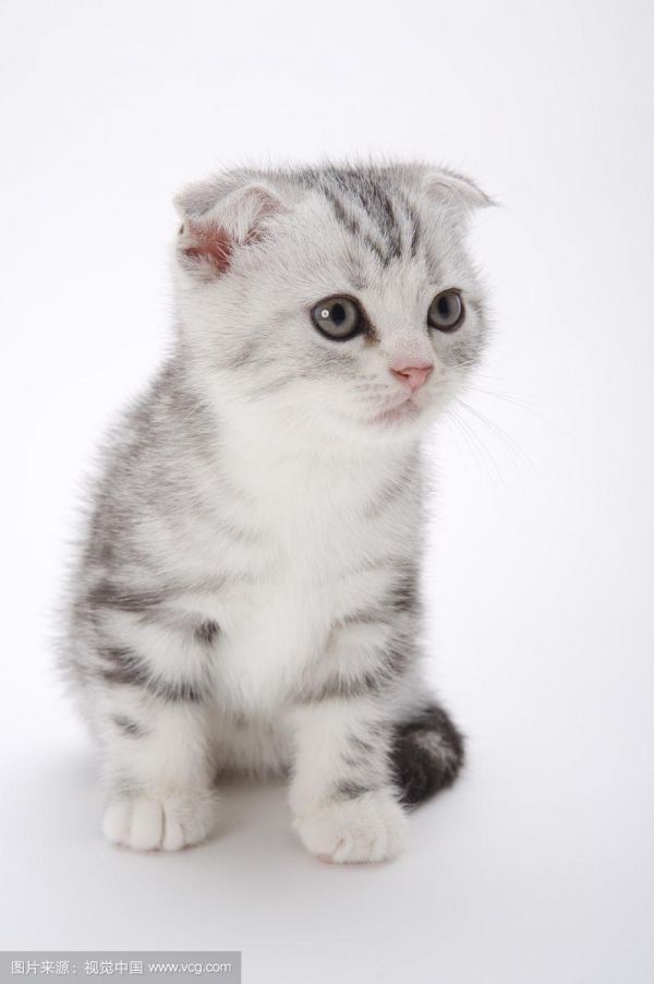 折耳猫,猫
