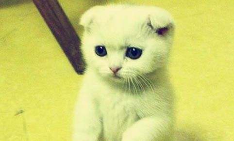 苏格兰折耳猫为什么不能养