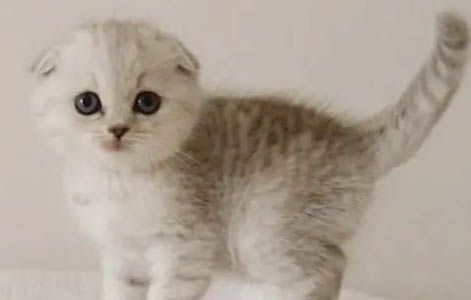 苏格兰折耳猫拉肚子的原因及处理方法