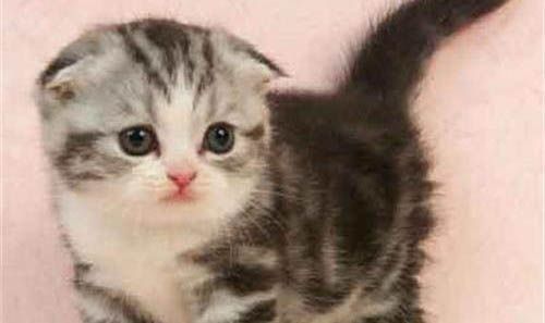 所有苏格兰折耳猫都会发病吗