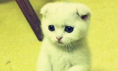 苏格兰折耳猫有基因缺陷吗