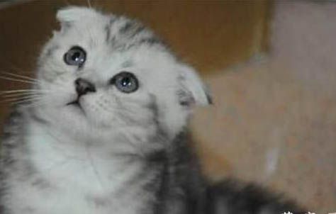 苏格兰折耳猫肾衰竭最初的症状