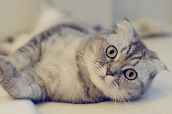 如何正确饲养苏格兰折耳猫:新手养猫指南
