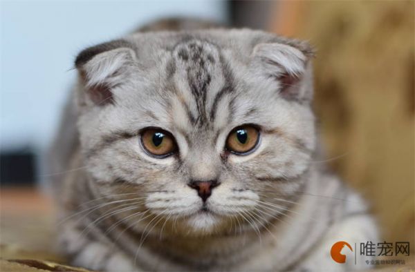 苏格兰折耳猫粘人吗 多少钱一只