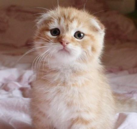 苏格兰折耳猫.png