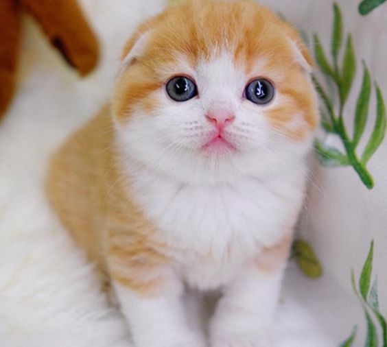 苏格兰折耳猫价格.png
