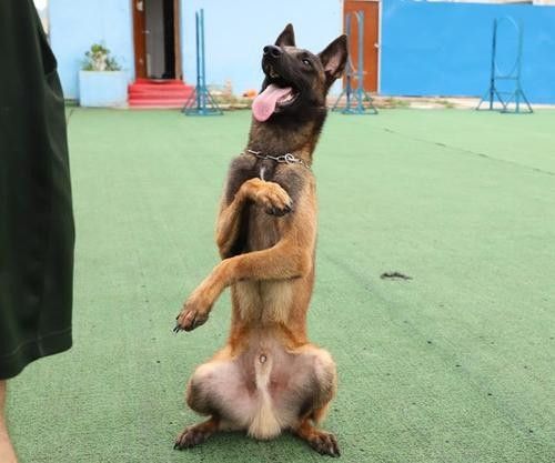 门头沟宠物犬行为纠正 上门纠正