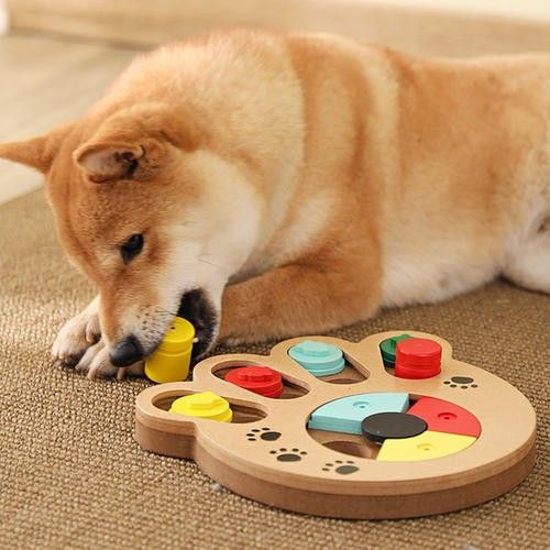 门头沟宠物犬行为纠正 上门纠正