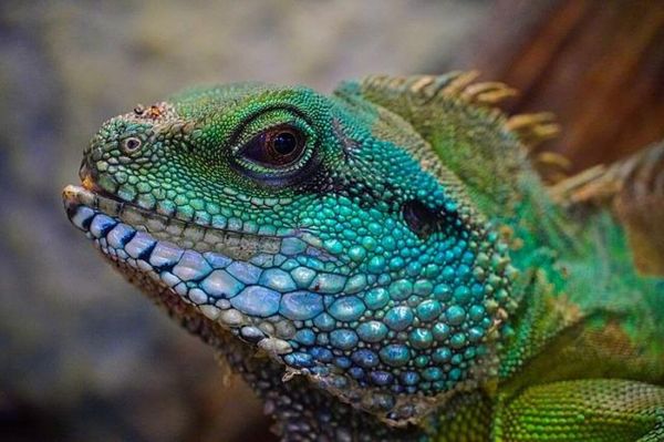 Die Haltung von Reptilien als Haustiere erfordert spezifische Kenntnisse über ihre Bedürfnisse. Um ein artgerechtes Zuhause zu garantieren, müssen Temperatur, Luftfeuchtigkeit und Ernährung sorgfältig überwacht werden.