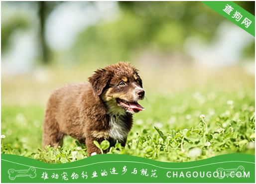 冬季狗狗感冒食疗方案，守护爱犬健康。