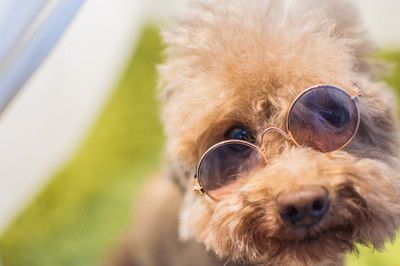 冬季狗狗感冒食疗方案，守护爱犬健康。