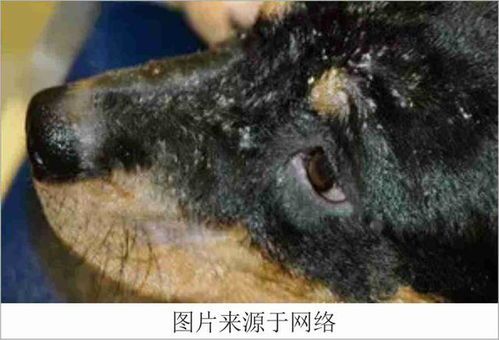 狗狗皮肤病食疗缓解法