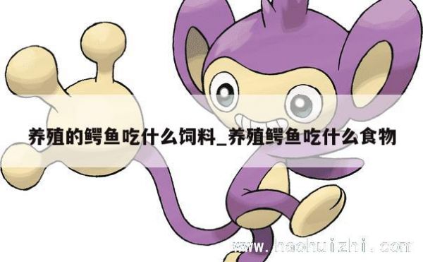 养殖的鳄鱼吃什么饲料_养殖鳄鱼吃什么食物 第1张