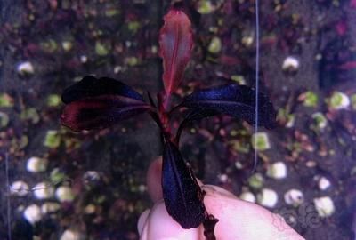 幽灵火箭鱼最佳饲养环境（幽灵火箭鱼混养搭配指南） 龙鱼疾病与治疗 第2张
