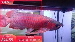幽灵火箭鱼最佳饲养环境（幽灵火箭鱼混养搭配指南） 龙鱼疾病与治疗 第3张
