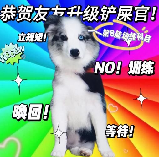 轻松训练宠物狗：建立规矩，引导狗狗良好行为习惯