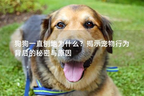 狗狗一直刨地为什么？揭示宠物行为背后的秘密与原因