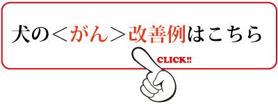 狗癌症改善例子请点击这里