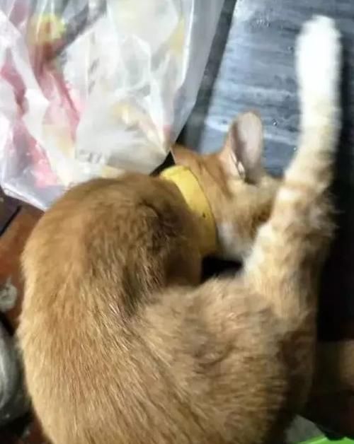 猫咪拉稀为什么会舔屁股？（探寻猫咪舔屁股的原因与预防方法）