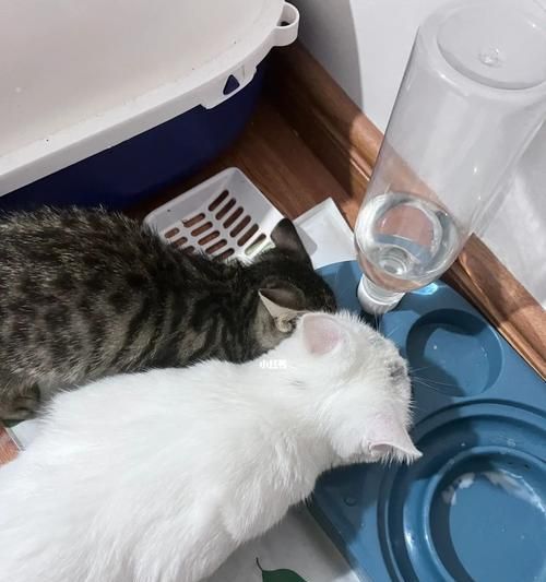 猫咪拉稀为什么会舔屁股？（探寻猫咪舔屁股的原因与预防方法）