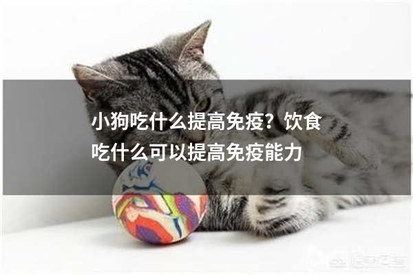 小狗吃什么提高免疫？饮食吃什么可以提高免疫能力