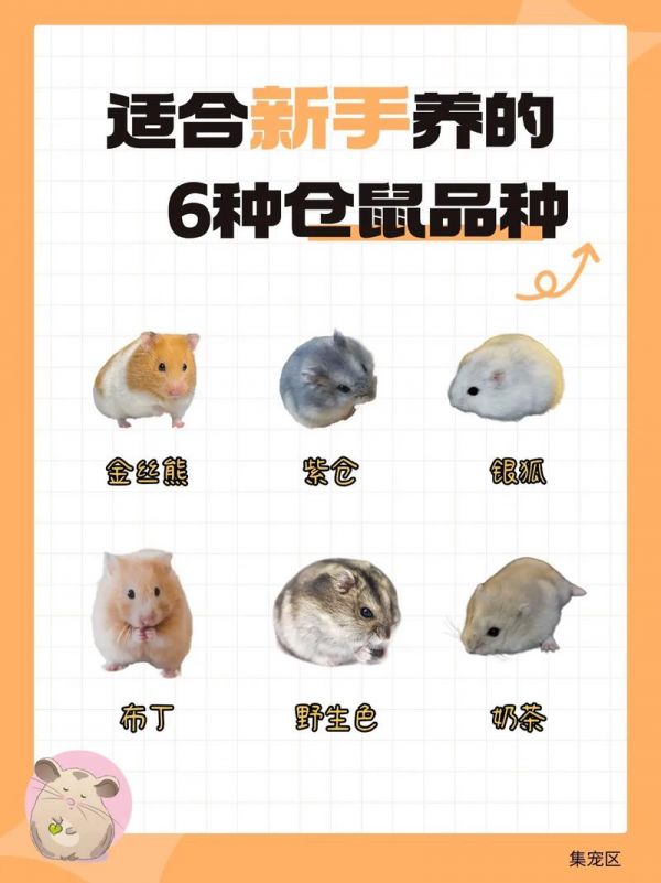 仓鼠饲养经验,仓鼠饲养经验分享