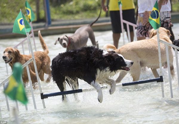 里约举办首届狗狗运动会 各项赛事角逐激烈