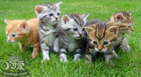 初次养猫养什么品种好 这几种猫不会让你手忙脚乱