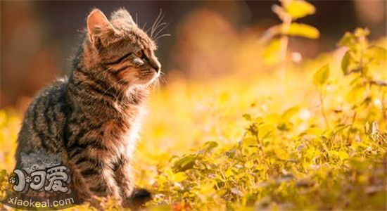 初次养猫养什么品种好 这几种猫不会让你手忙脚乱
