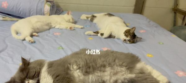 必备猫咪品种（选择适合的猫咪）