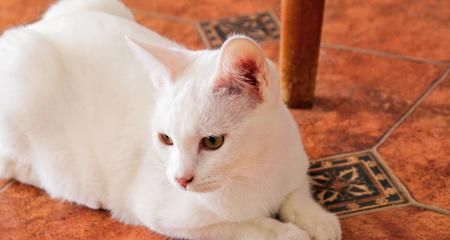 必备猫咪品种（选择适合的猫咪）