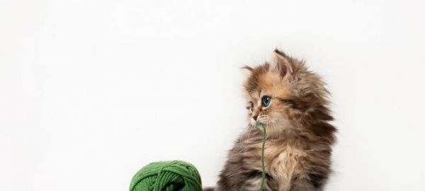 必备猫咪品种（选择适合的猫咪）
