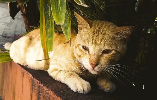 猫咪寄养需要注意些什么 猫咪寄养注意事项