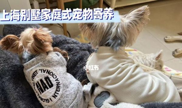 寄养狗狗之前的必备准备（以宠物为主，为爱宠做好准备）